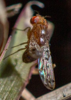 Drosophila guttifera by (c) Jessica, some rights reserved (CC BY), uploaded by Jessica. Used under a CC-BY license.