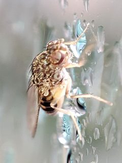Drosophila hydei by (c) Igor Balashov, some rights reserved (CC BY), uploaded by Igor Balashov. Used under a CC-BY license.