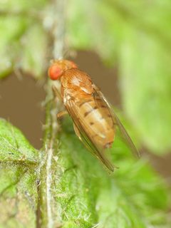Drosophila putrida by (c) Katja Schulz, some rights reserved (CC BY), uploaded by Katja Schulz. Used under a CC-BY license.