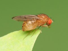 Drosophila tripunctata by (c) Katja Schulz, some rights reserved (CC BY), uploaded by Katja Schulz. Used under a CC-BY license.