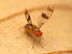 Chymomyza amoena by (c) Katja Schulz, some rights reserved (CC BY). Used under a CC-BY license.