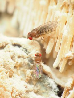 Hirtodrosophila duncani by (c) Katja Schulz, some rights reserved (CC BY), uploaded by Katja Schulz. Used under a CC-BY license.