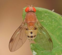Leucophenga varia by (c) skitterbug, some rights reserved (CC BY), uploaded by skitterbug. Used under a CC-BY license.