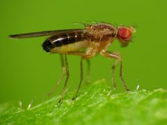 Scaptomyza adusta by (c) Katja Schulz, some rights reserved (CC BY). Used under a CC-BY license.