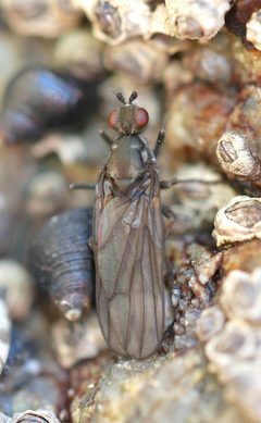 Oedoparena glauca by (c) Toby, some rights reserved (CC BY), uploaded by Toby. Used under a CC-BY license.