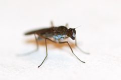 Clinocera by (c) Owen Strickland, some rights reserved (CC BY), uploaded by Owen Strickland. Used under a CC-BY license.