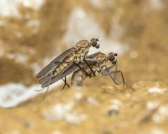 Trichoclinocera by (c) Zachary Dankowicz, some rights reserved (CC BY), uploaded by Zachary Dankowicz. Used under a CC-BY license.