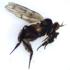 Empis clausa by (c) Isaac Winkler, some rights reserved (CC BY), uploaded by Isaac Winkler. Used under a CC-BY license.