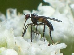 Empis clausa by no rights reserved, uploaded by beewonder. Used under a CC0 license.