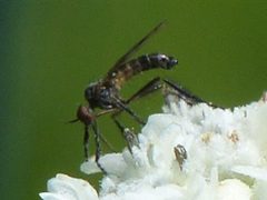 Empis clausa by no rights reserved, uploaded by beewonder. Used under a CC0 license.