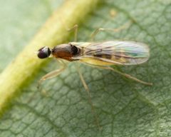 Hemerodromia by (c) Zachary Dankowicz, some rights reserved (CC BY), uploaded by Zachary Dankowicz. Used under a CC-BY license.