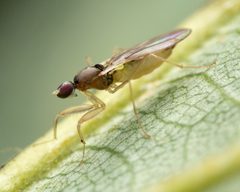 Hemerodromia by (c) Zachary Dankowicz, some rights reserved (CC BY), uploaded by Zachary Dankowicz. Used under a CC-BY license.