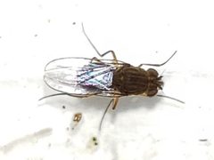 Brachydeutera neotropica by (c) Arturo Santos, some rights reserved (CC BY), uploaded by Arturo Santos. Used under a CC-BY license.
