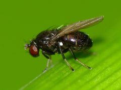Diasemocera by (c) Steve Kerr, some rights reserved (CC BY), uploaded by Steve Kerr. Used under a CC-BY license.