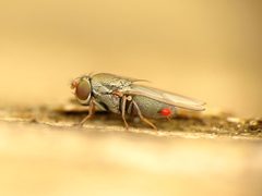 Diclasiopa lacteipennis by (c) Katja Schulz, some rights reserved (CC BY), uploaded by Katja Schulz. Used under a CC-BY license.