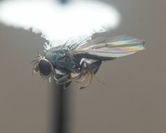 Discocerina obscurella by (c) Zachary Dankowicz, some rights reserved (CC BY), uploaded by Zachary Dankowicz. Used under a CC-BY license.