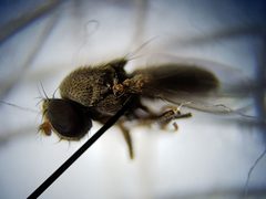 Discocerina obscurella by (c) Arturo Santos, some rights reserved (CC BY), uploaded by Arturo Santos. Used under a CC-BY license.