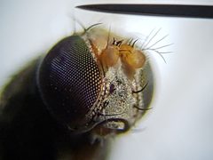 Discocerina obscurella by (c) Arturo Santos, some rights reserved (CC BY), uploaded by Arturo Santos. Used under a CC-BY license.
