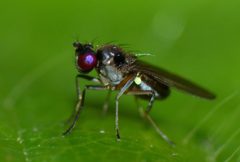 Hydrellia by (c) Steve Kerr, some rights reserved (CC BY), uploaded by Steve Kerr. Used under a CC-BY license.