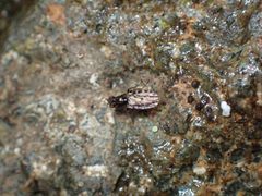 Limnellia balioptera by no rights reserved, uploaded by Julia Carr. Used under a CC0 license.