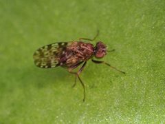 Limnellia balioptera by (c) Trevor Van Loon, some rights reserved (CC BY), uploaded by Trevor Van Loon. Used under a CC-BY license.