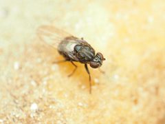 Lytogaster excavata by (c) Katja Schulz, some rights reserved (CC BY), uploaded by Katja Schulz. Used under a CC-BY license.