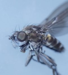 Paracoenia by (c) carnifex, some rights reserved (CC BY), uploaded by carnifex. Used under a CC-BY license.