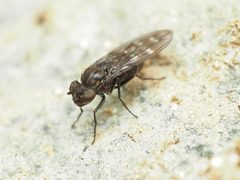 Scatella stagnalis by (c) Katja Schulz, some rights reserved (CC BY), uploaded by Katja Schulz. Used under a CC-BY license.