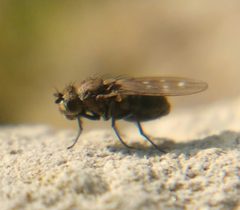 Scatella stagnalis by (c) carnifex, some rights reserved (CC BY), uploaded by carnifex. Used under a CC-BY license.