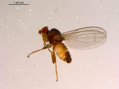 Borboropsis puberula by (c)
CBG Photography Group, Centre for Biodiversity Genomics, some rights reserved (CC BY). Used under a CC-BY license.