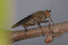 Pseudoleria by (c) Hawk T., some rights reserved (CC BY), uploaded by Hawk T.. Used under a CC-BY license.