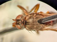 Neoleria fuscolinea by (c) Chris Angell, some rights reserved (CC BY), uploaded by Chris Angell. Used under a CC-BY license.