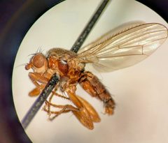 Neoleria fuscolinea by (c) Chris Angell, some rights reserved (CC BY), uploaded by Chris Angell. Used under a CC-BY license.