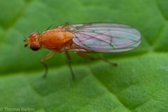 Suillia convergens by (c) Thomas Barbin, some rights reserved (CC BY), uploaded by Thomas Barbin. Used under a CC-BY license.