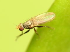 Trixoscelis by (c) Katja Schulz, some rights reserved (CC BY). Used under a CC-BY license.
