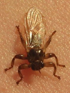 Lipoptena cervi by (c) Kymi, some rights reserved (CC BY). Used under a CC-BY license.