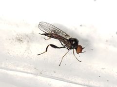 Euhybus strumaticus by (c) Arturo Santos, some rights reserved (CC BY), uploaded by Arturo Santos. Used under a CC-BY license.