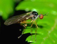 Ocydromiinae by (c) Steve Kerr, some rights reserved (CC BY), uploaded by Steve Kerr. Used under a CC-BY license.