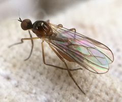 Ocydromia glabricula by (c) Paul Cook, some rights reserved (CC BY), uploaded by Paul Cook. Used under a CC-BY license.