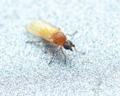 Anthalia by (c) Zachary Dankowicz, some rights reserved (CC BY), uploaded by Zachary Dankowicz. Used under a CC-BY license.