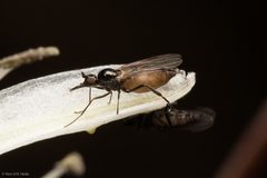 Oedaleinae by (c) Ken-ichi Ueda, some rights reserved (CC BY), uploaded by Ken-ichi Ueda. Used under a CC-BY license.