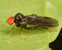 Syneches thoracicus by (c) skitterbug, some rights reserved (CC BY), uploaded by skitterbug. Used under a CC-BY license.