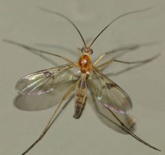Macrocera by (c) Steve Kerr, some rights reserved (CC BY), uploaded by Steve Kerr. Used under a CC-BY license.