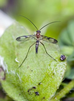 Macrocera by (c) Jeremy Rolfe, some rights reserved (CC BY), uploaded by Jeremy Rolfe. Used under a CC-BY license.