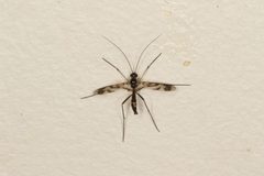 Macrocera by (c) Donald Hobern, some rights reserved (CC BY). Used under a CC-BY license.