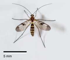 Macrocera by (c) Jeremy Rolfe, some rights reserved (CC BY), uploaded by Jeremy Rolfe. Used under a CC-BY license.