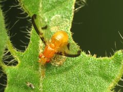 Camptoprosopella maculipennis by (c) Katja Schulz, some rights reserved (CC BY). Used under a CC-BY license.