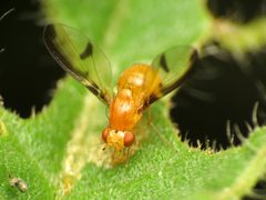 Camptoprosopella maculipennis by (c) Katja Schulz, some rights reserved (CC BY). Used under a CC-BY license.