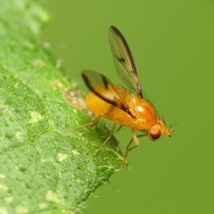 Camptoprosopella maculipennis by (c) Katja Schulz, some rights reserved (CC BY). Used under a CC-BY license.