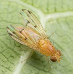 Homoneura occidentalis by no rights reserved, uploaded by Jesse Rorabaugh. Used under a CC0 license.